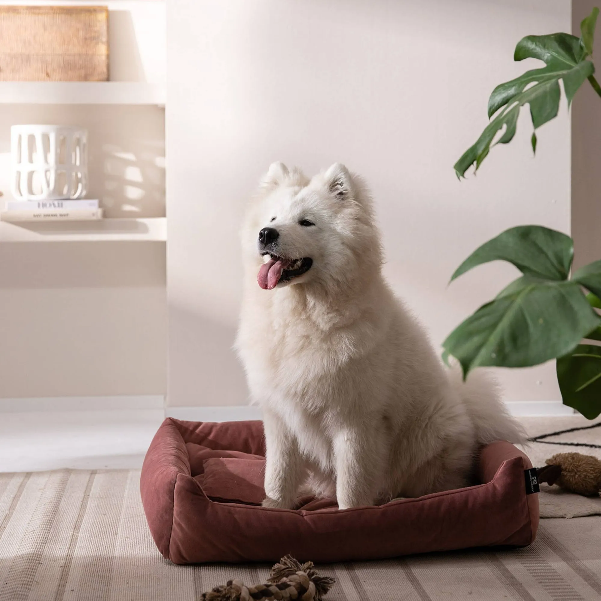 Haustier-Samt-Kuschelsofa Velvet^Depot Store