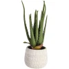 Flash Sale Depot Kare Kunstpflanze Aloe Im Topf