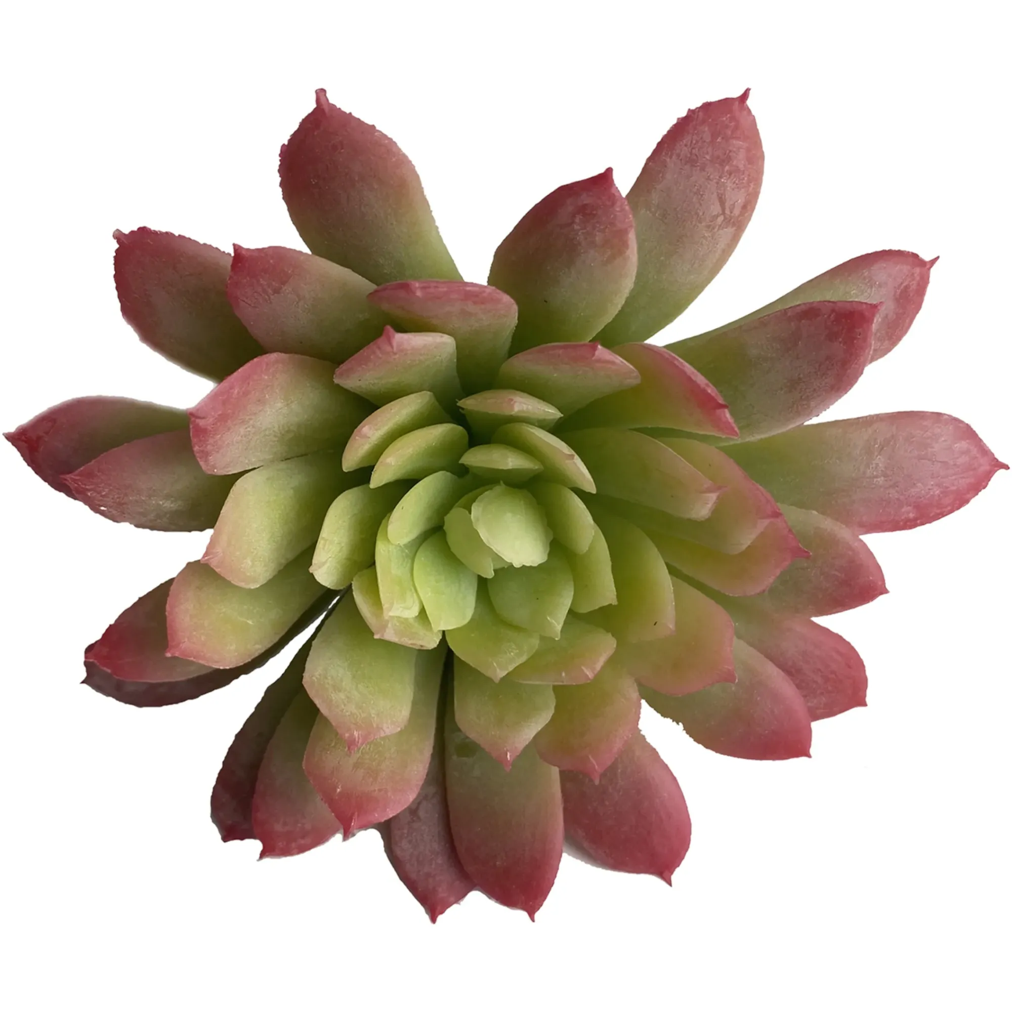 Clearance Depot Kunst-Blumenpick Sukkulente
