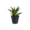 Kunstpflanze Aloe Vera Im Topf^Depot Outlet