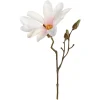 Online Depot Kunst-Zweig Magnolie