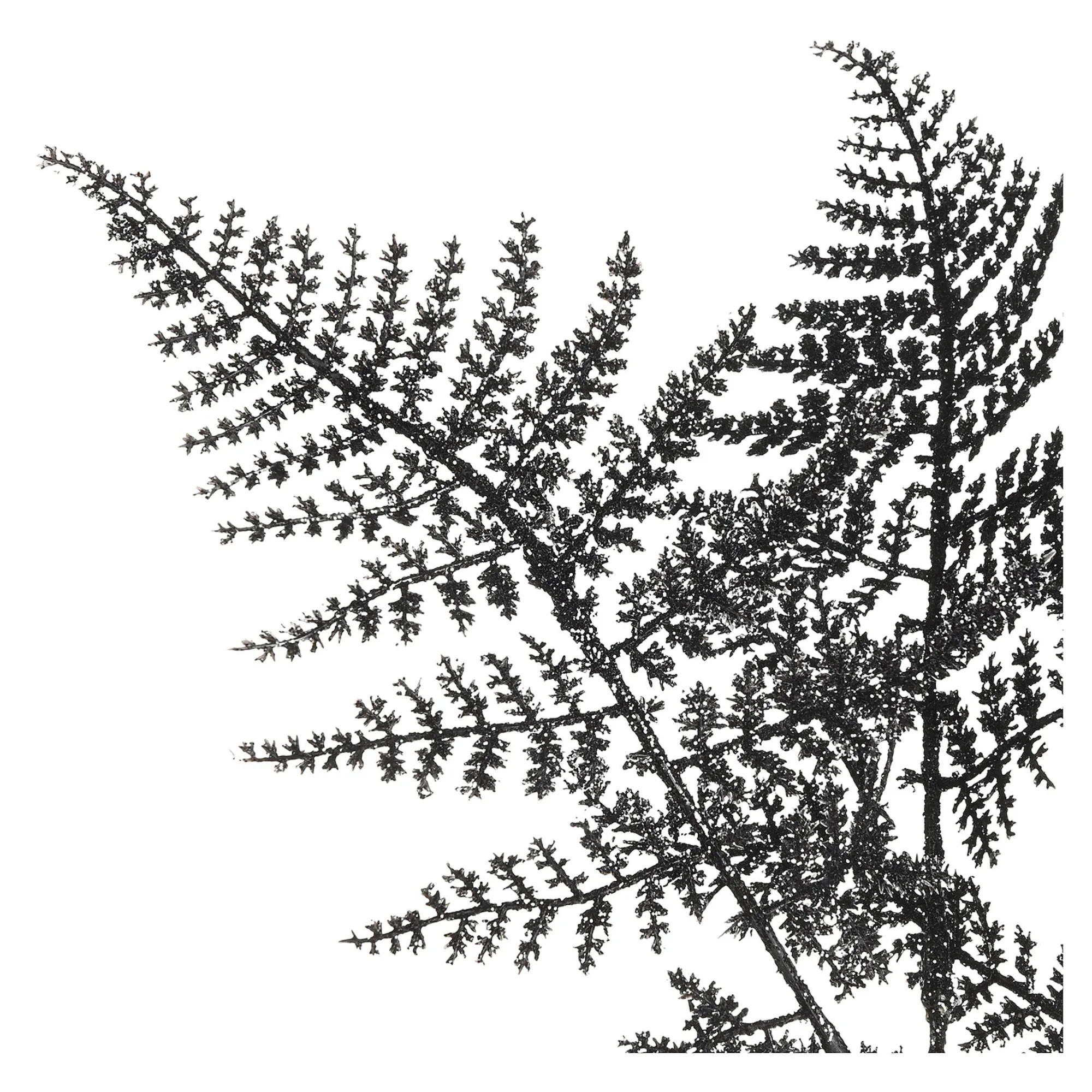 Stielblume Farn Glam Ca. 58Cm^Depot Online