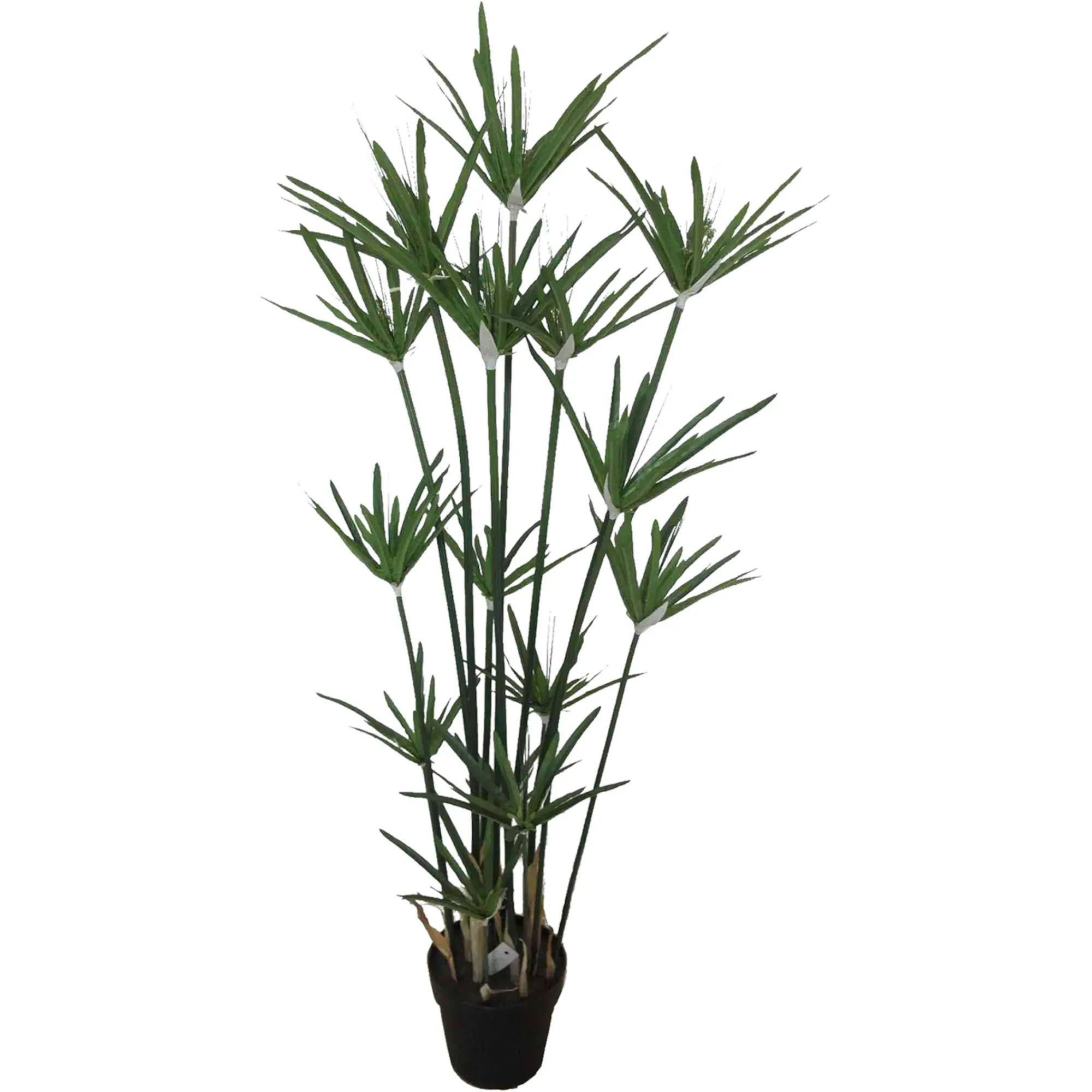 Hot Depot Topfpflanze Zyperngras Ca. 120Cm