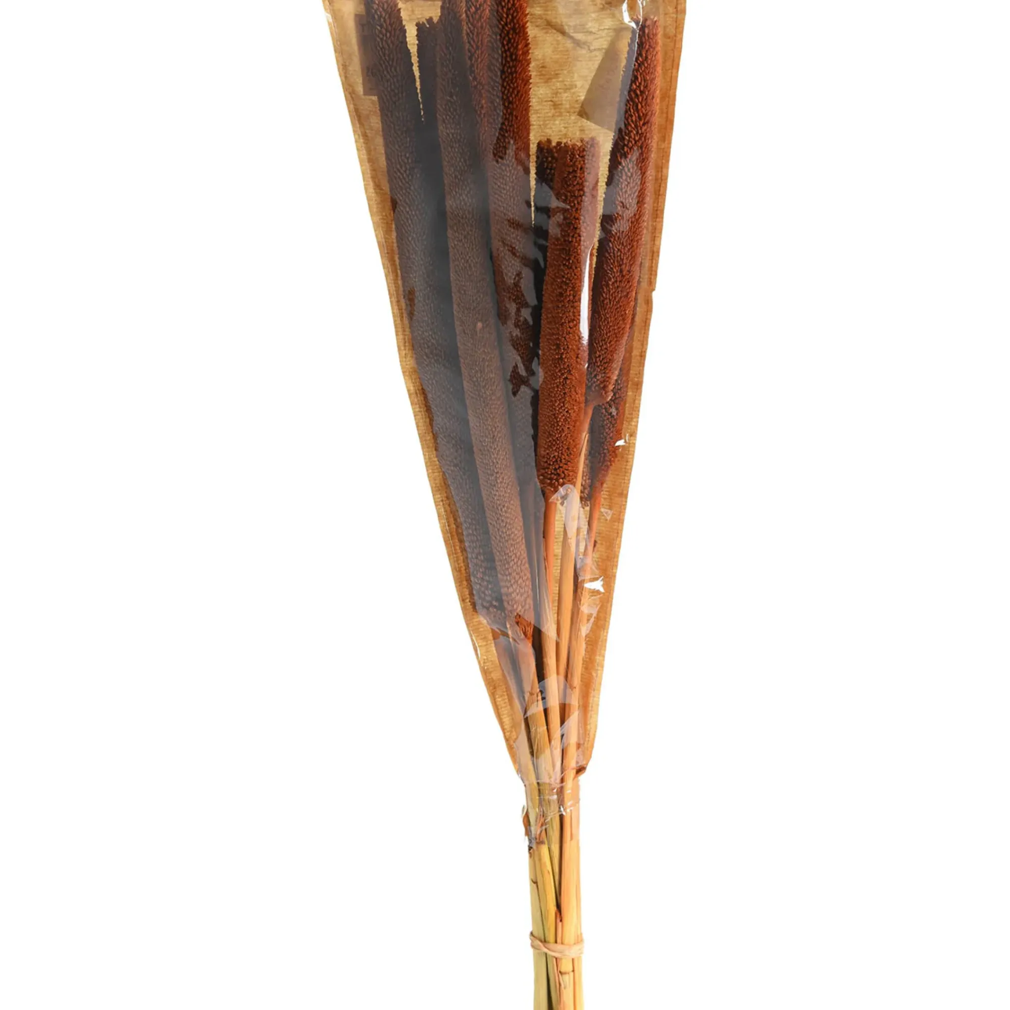 Best Sale Depot Trockenblume Babla