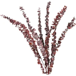 Best Sale Depot Trockenblume Eukalyptus