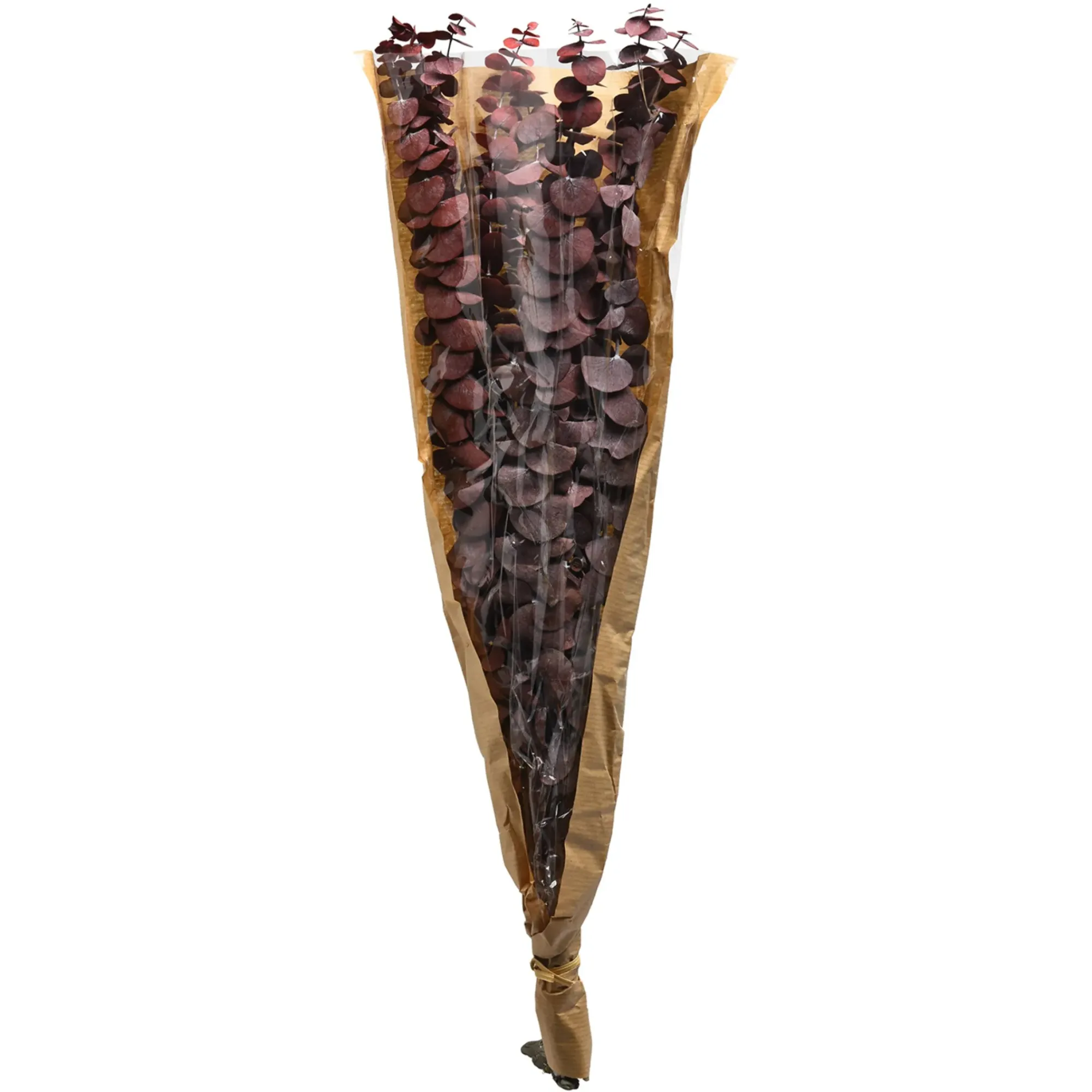Best Sale Depot Trockenblume Eukalyptus