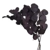 Shop Depot Trockenblume Eukalyptus Bold
