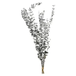 Trockenblume Eukalyptus Ca.55C^Depot Cheap