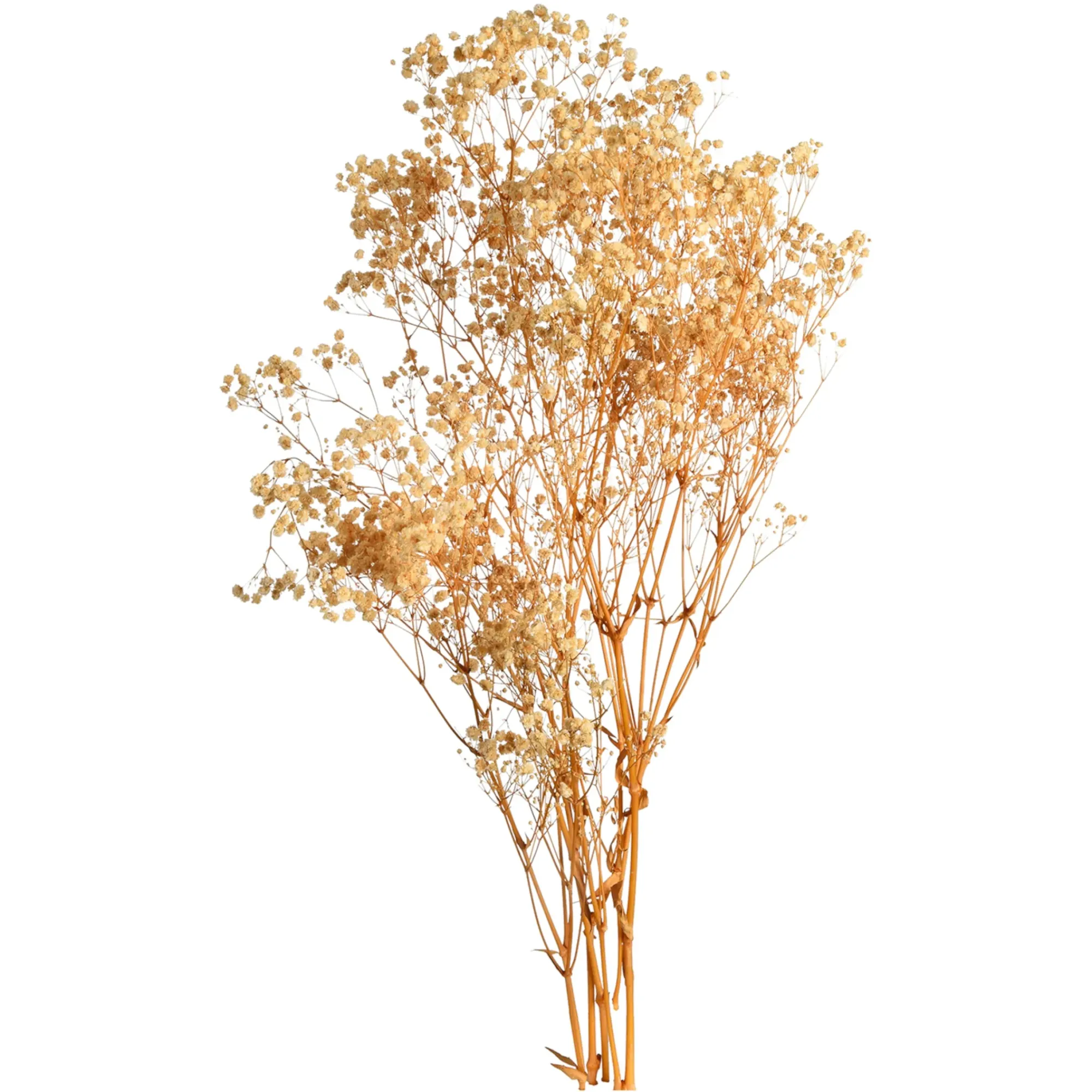 Cheap Depot Trockenblume Gypsophilia