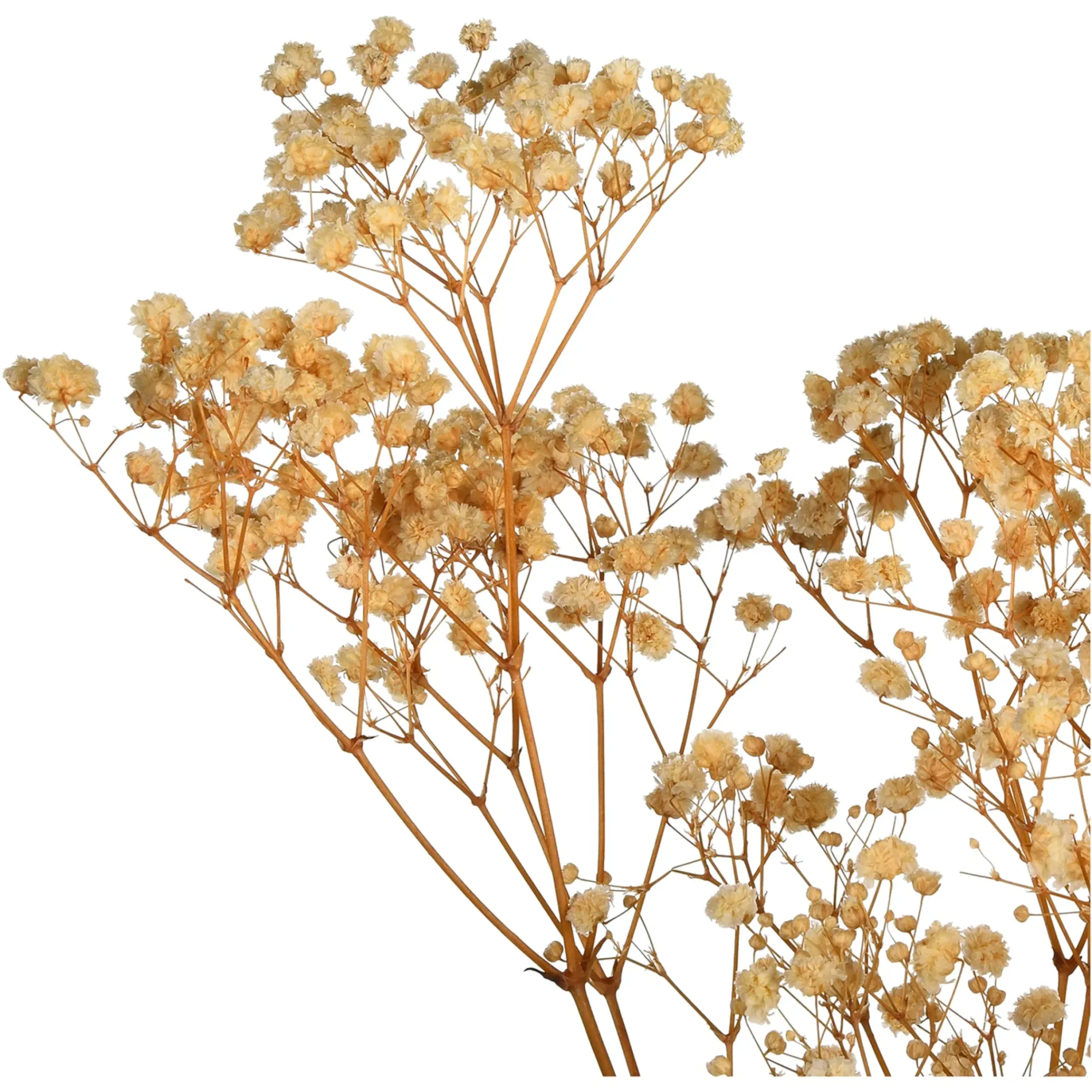 Cheap Depot Trockenblume Gypsophilia