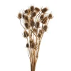Store Depot Trockenblumenbund Distel