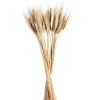 Best Sale Depot Trockenblumen-Bundel Ahren