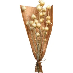 Best Depot Trockenblumen-Bundel Carlina