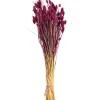 Hot Depot Trockenblumen-Bundel Phalaris