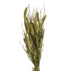 Cheap Depot Trockenblumen-Bundel Setaria