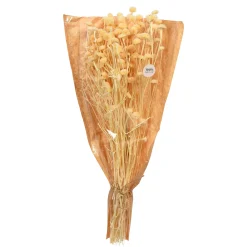 Fashion Depot Trockenblumen-Bundel Wild Daisy