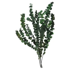 Trockenblumenbund Eukalyptus^Depot Flash Sale