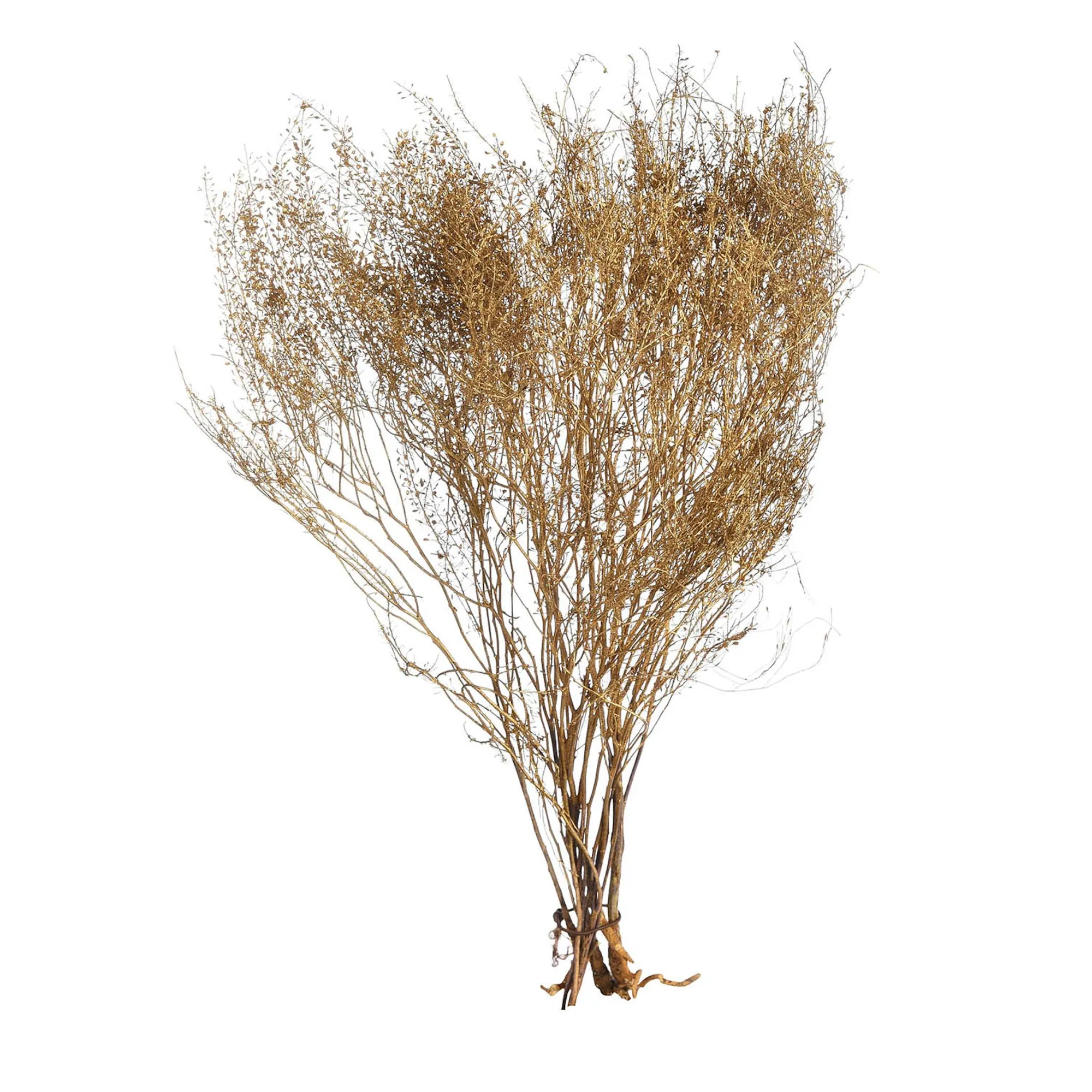 Trockenblumenbund Lepidium^Depot Cheap