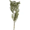 Shop Depot Trockenblumenbund Ruscus