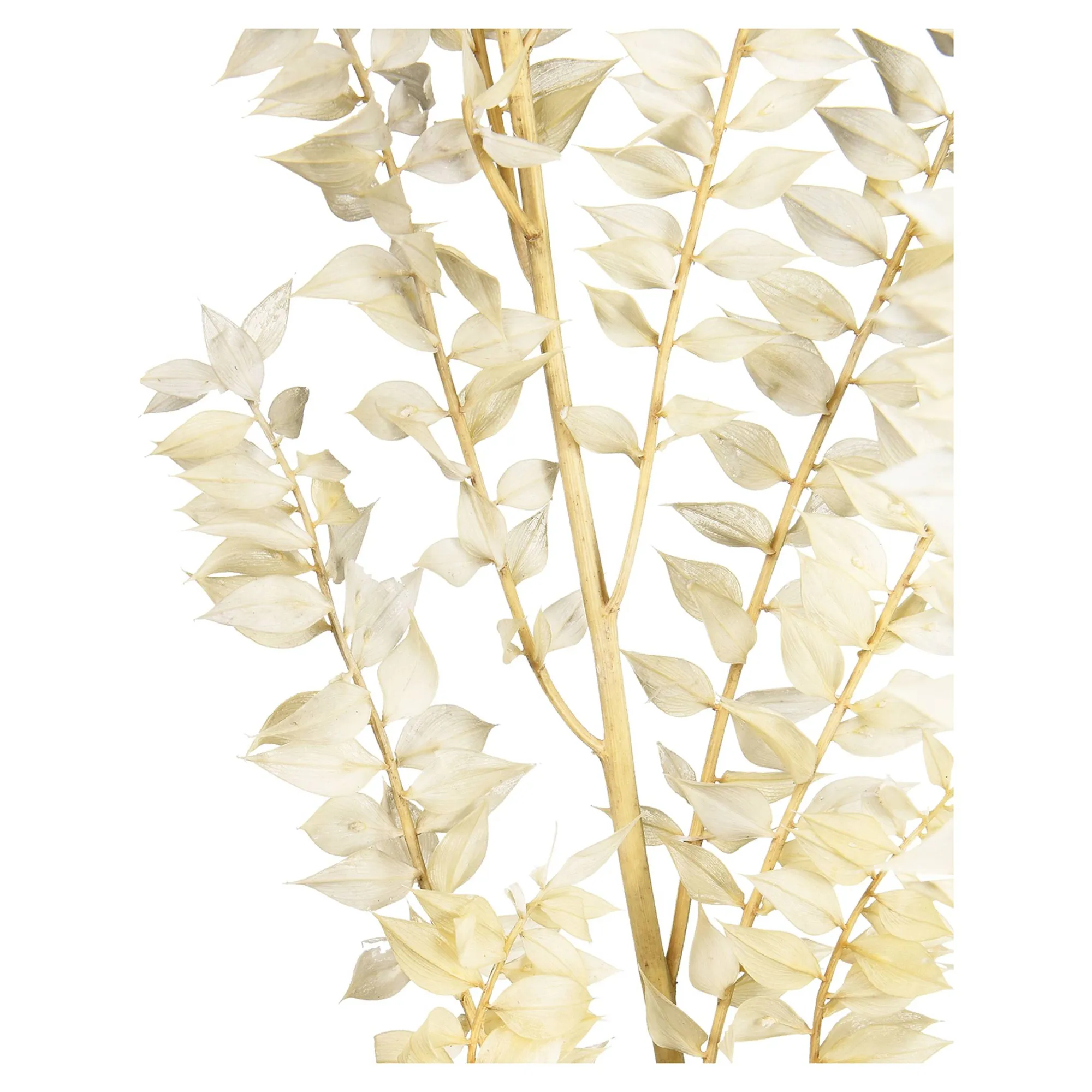 Trockenblumenbund Ruscus^Depot Sale