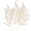 Trockenblumen Farn^Depot Online
