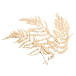 Trockenblumen Farn^Depot Best