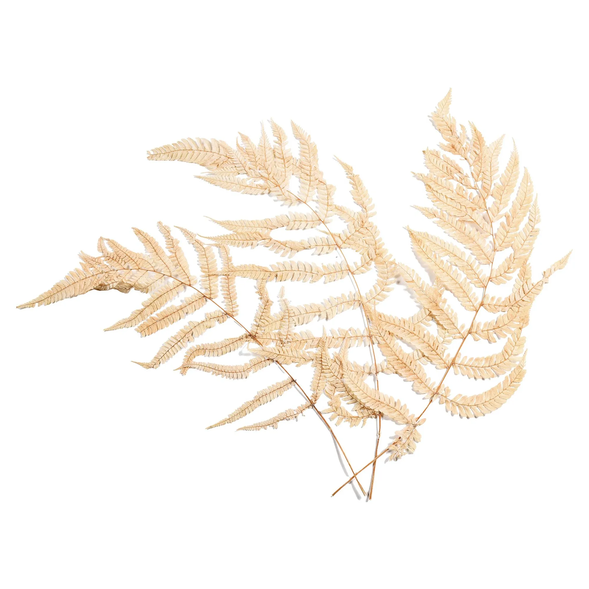 Trockenblumen Farn^Depot Best