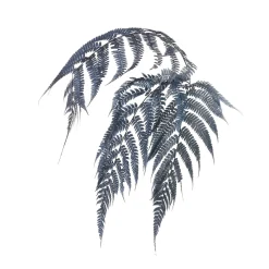 Trockenblumen Farn^Depot Flash Sale