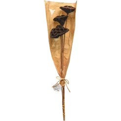 Cheap Depot Trockenblumen Lotus
