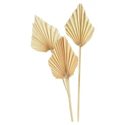 Trockenblumen Palmleaf^Depot Sale