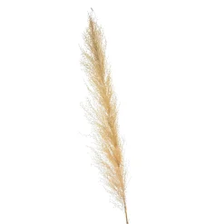 Trockenblume Pampasgras^Depot Cheap