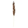 Trockenblume Pampasgras^Depot Discount
