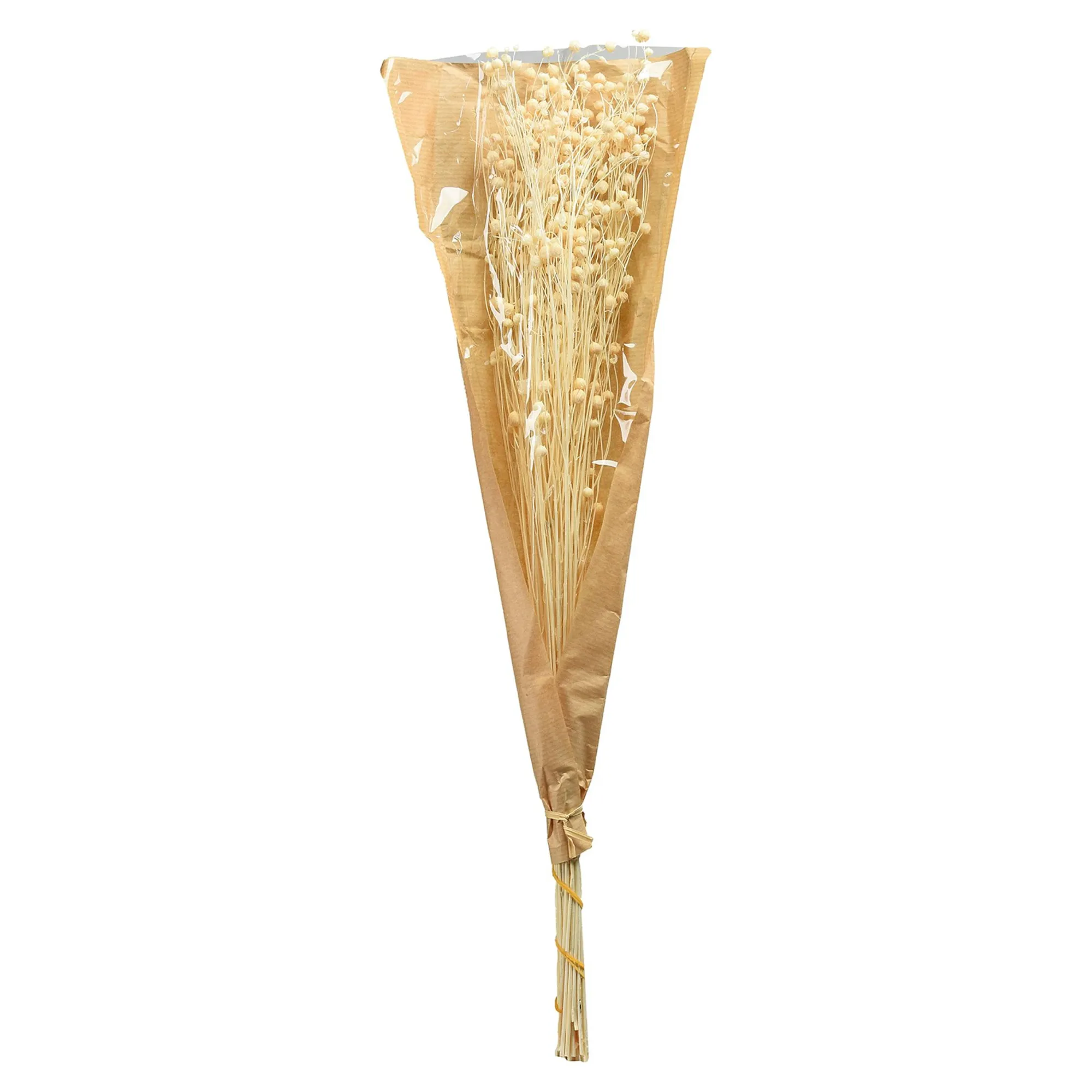 Trockenblume Paternostererbse^Depot Discount