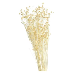 Trockenblume Paternostererbse^Depot Discount