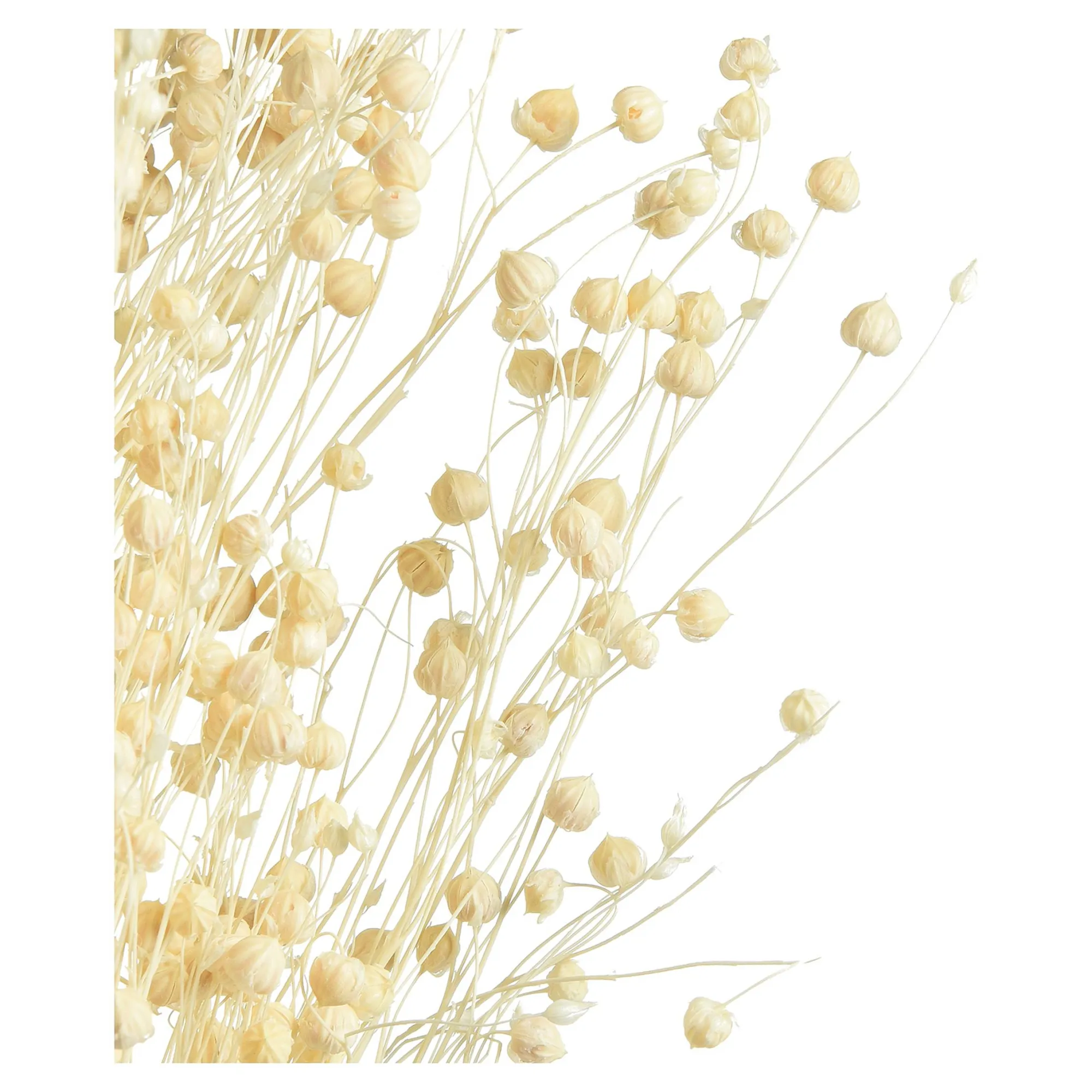Trockenblume Paternostererbse^Depot Discount
