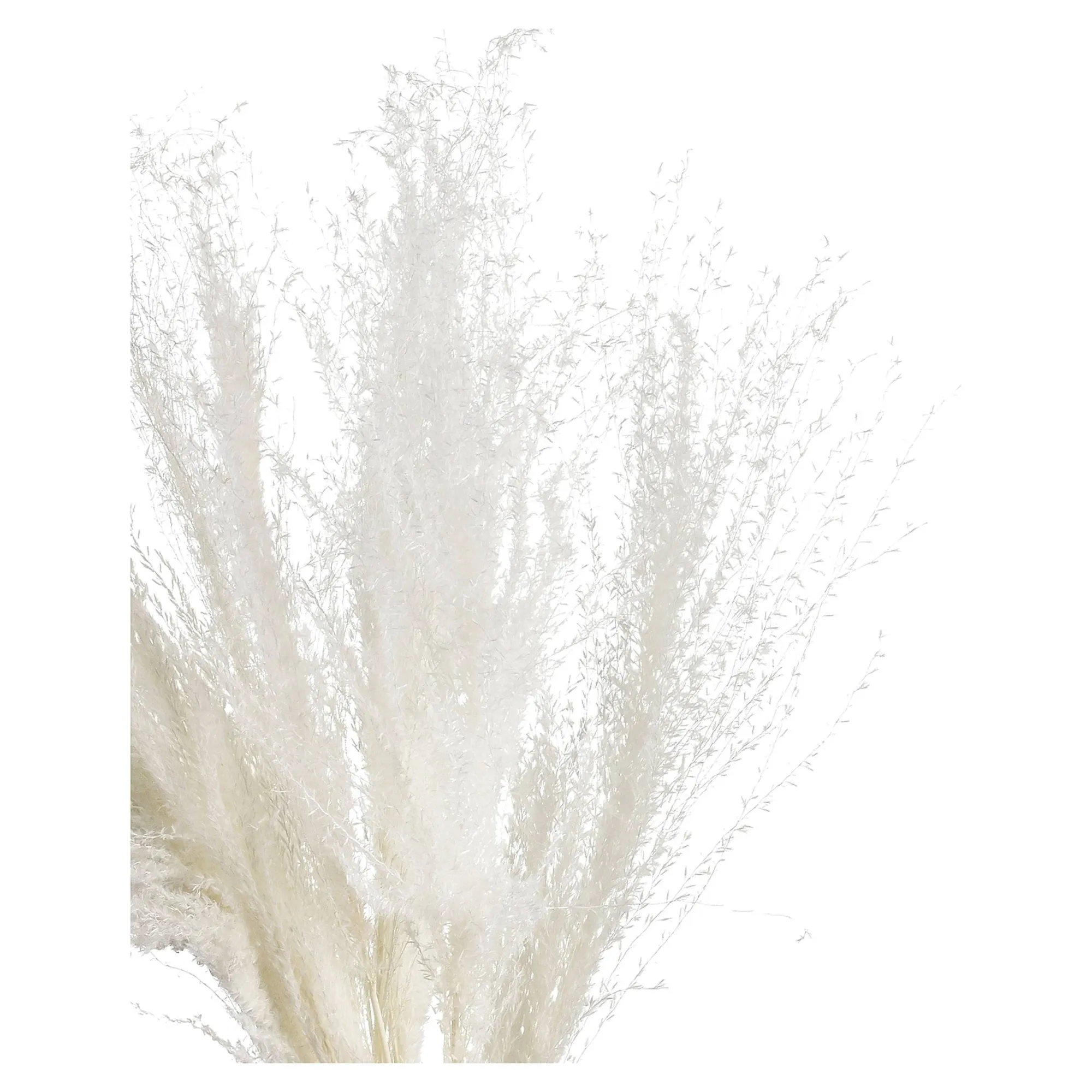 Trockenblume Schilf^Depot Store
