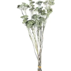 Sale Depot Trockenbundel Achillea