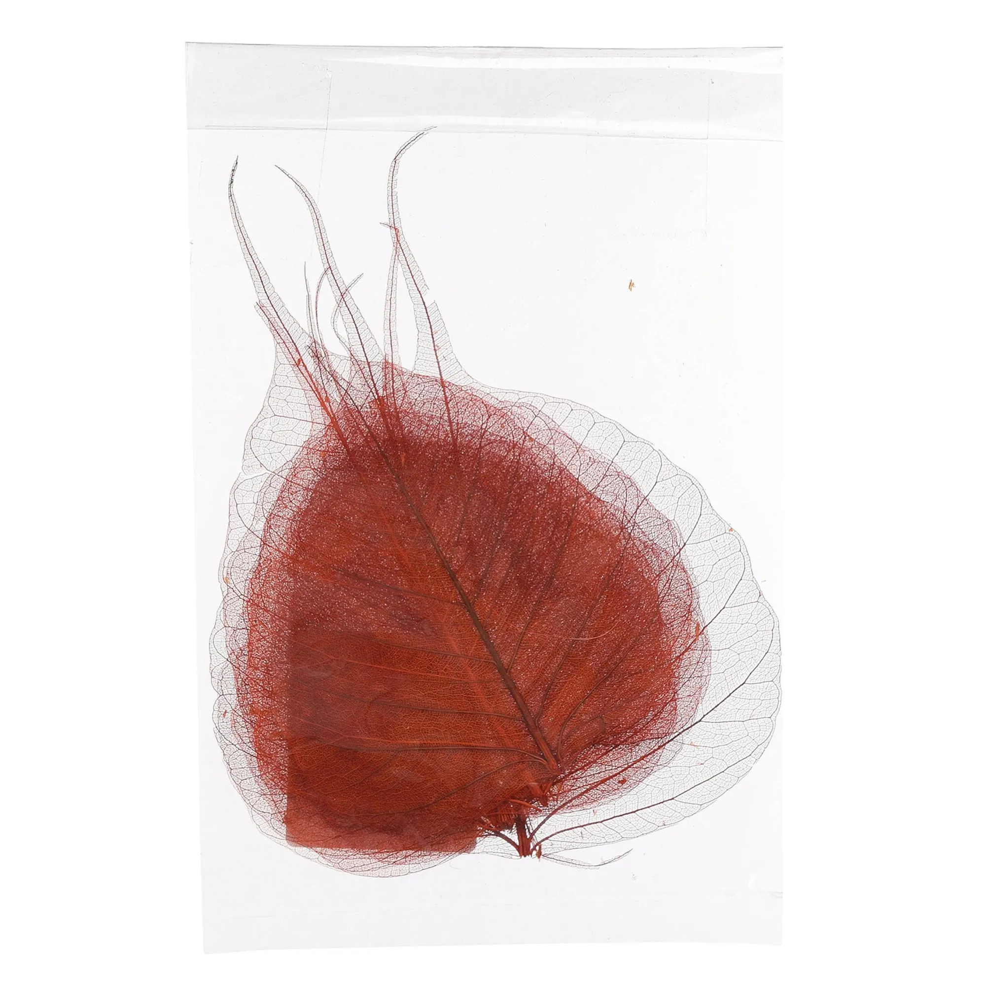 Trocken-Skelettblatter^Depot Sale