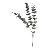 Zweig Eukalyptus Ca.100Cm^Depot Flash Sale