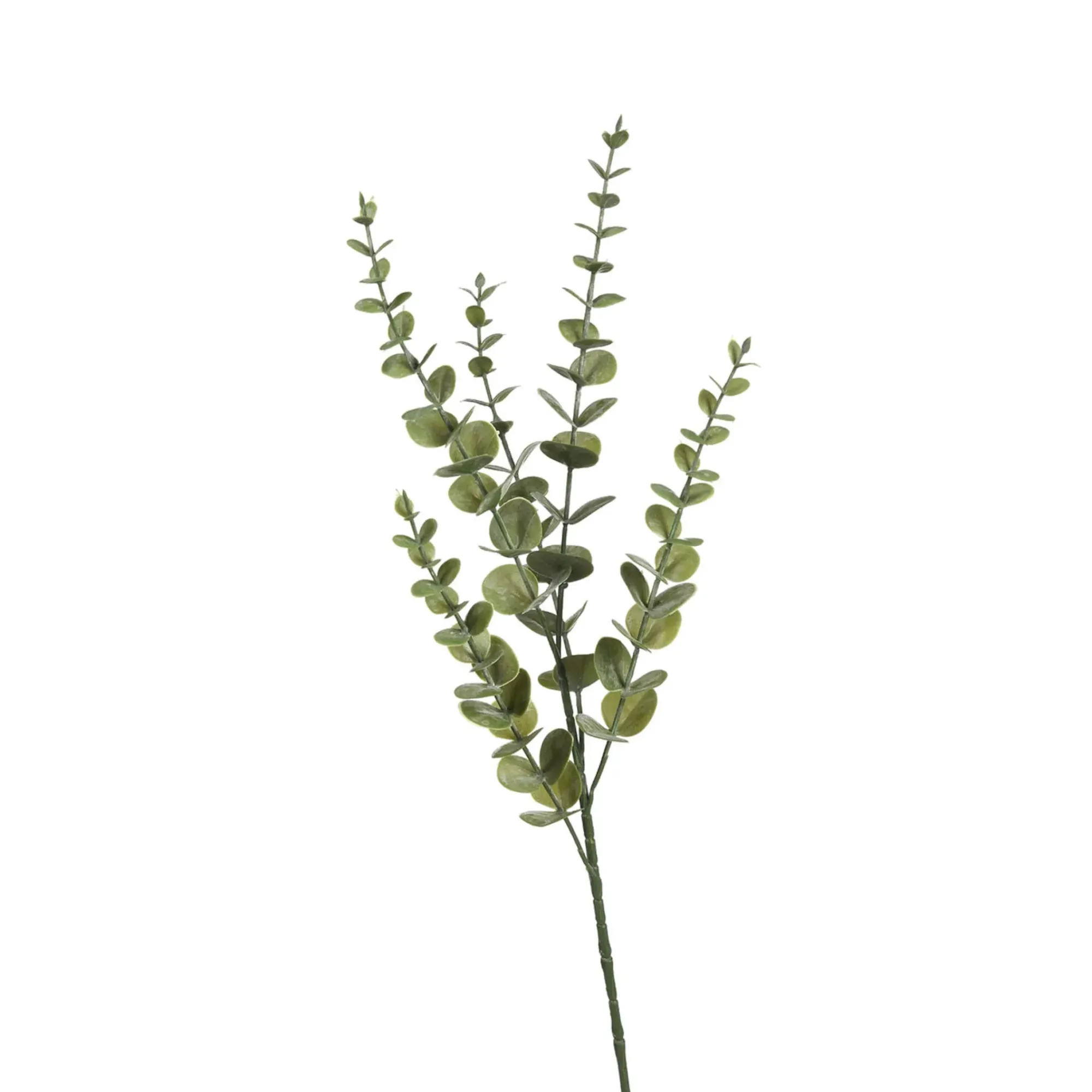 New Depot Zweig Eukalyptus Modern Ca.74Cm, Creme