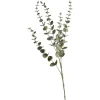 Hot Depot Zweig Eukalyptus Modern Ca.74Cm, Creme