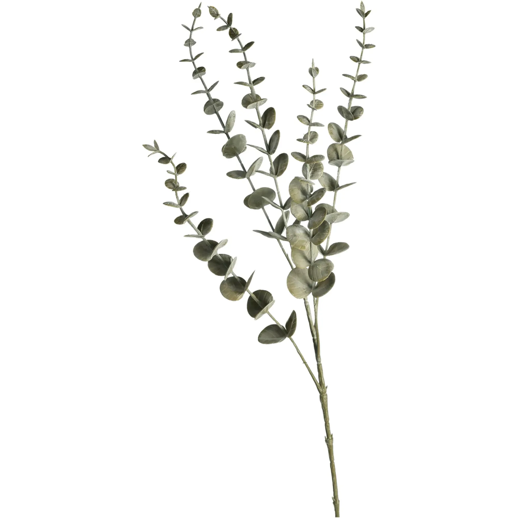 Hot Depot Zweig Eukalyptus Modern Ca.74Cm, Creme
